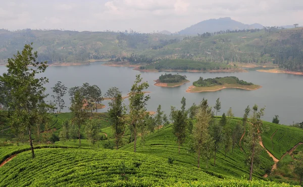 Paisaje con plantaciones de té —  Fotos de Stock