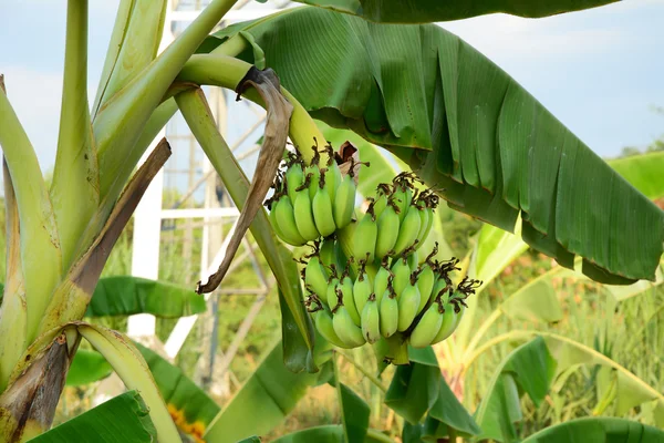 Ramo de plátanos en el árbol — Foto de Stock