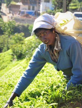 Çay plantasyon içinde çalışan kadın
