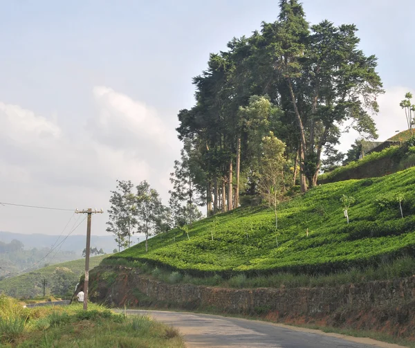 Paysage avec plantations de thé — Photo