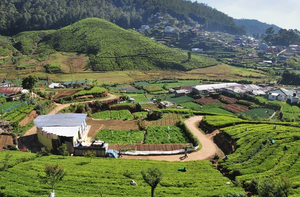 Landscape with tea plantations — Stock Photo, Image