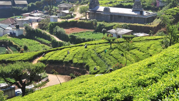 Paysage avec plantations de thé — Photo