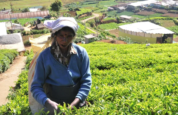 Femme travaillant dans la plantation de thé — Photo