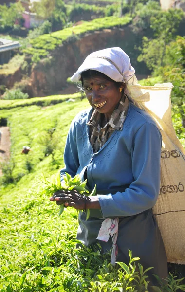 Woman working in tea plantation — Stock Photo, Image