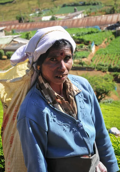 Çay plantasyon içinde çalışan kadın — Stok fotoğraf