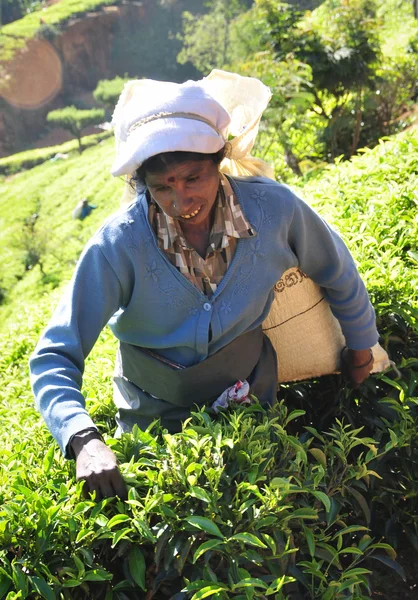 Kvinne som jobber på teplantasje – stockfoto