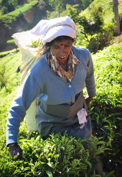 Femme travaillant dans la plantation de thé — Photo