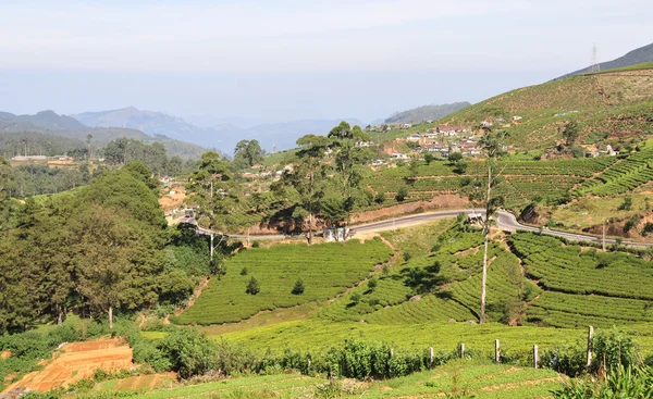 Landschaft mit Teeplantagen — Stockfoto