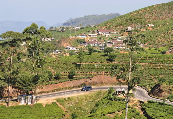 Paysage avec plantations de thé — Photo