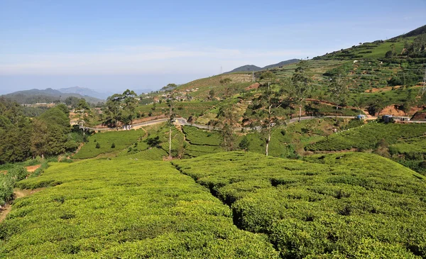 Paisaje con plantaciones de té — Foto de Stock