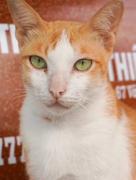 Retrato de gato marrón — Foto de Stock