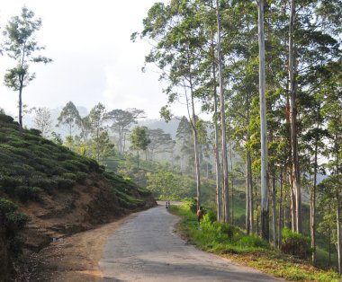 Güzel dağ yolu ile çay estates