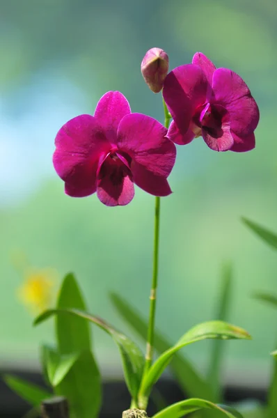 Bloeiende orchideeën in botanische tuin — Stockfoto