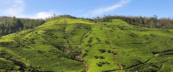 Paysage avec plantations de thé — Photo