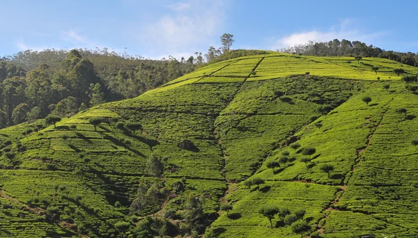 Paysage avec plantations de thé — Photo