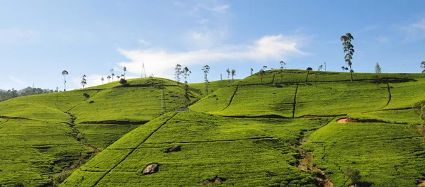 Paysage avec plantations de thé — Photo