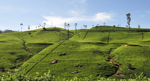 Krajobraz z plantacji herbaty — Zdjęcie stockowe