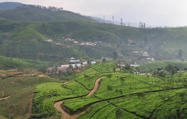 Paysage avec plantations de thé — Photo