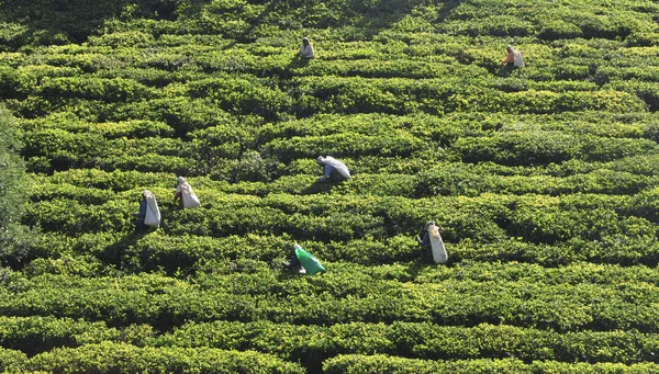 Mujer trabajando en plantación de té Imagen De Stock