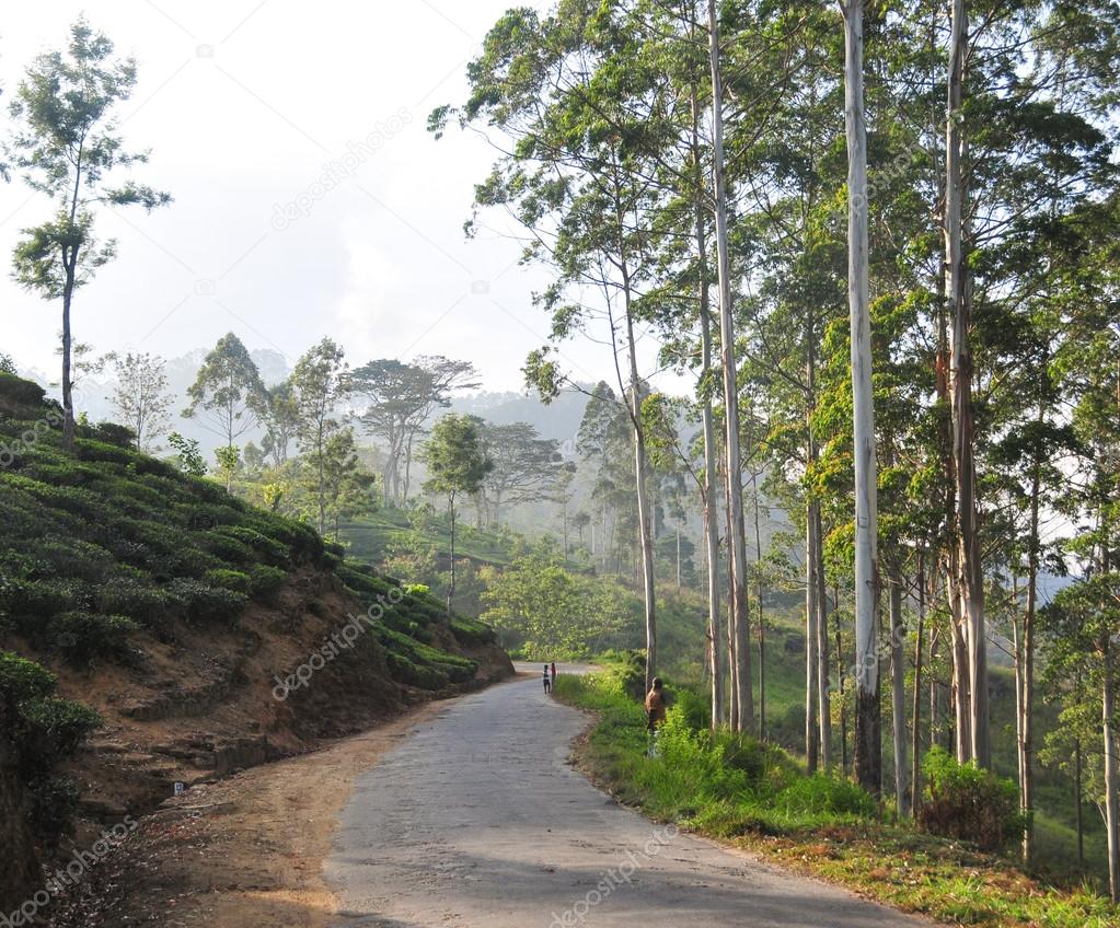 Beautiful mountain road through tea estates