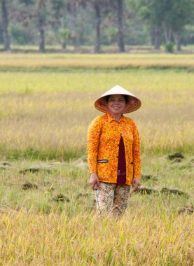 Vietnamca çiftçi pirinç üzerine çalışma portresi