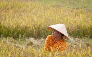 Vietnamca çiftçi pirinç üzerine çalışma portresi