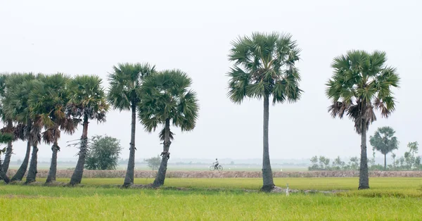 Palmer på ris risfält i södra Vietnam — Stockfoto