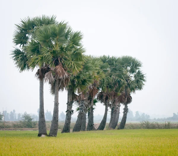 Pálmafák a hántolatlan rizs mező Dél-Vietnam — Stock Fotó