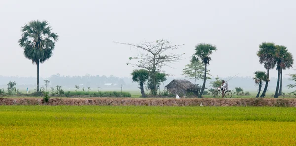 Palm trees on paddy rice field in southern Vietnam — Stock Photo, Image