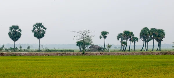 Palm trees on paddy rice field in southern Vietnam — Stock Photo, Image