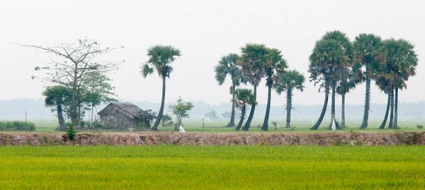 Pálmafák a hántolatlan rizs mező Dél-Vietnam — Stock Fotó