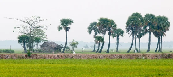 Çeltik pirinç alan Güney Vietnam palmiye ağaçlarının — Stok fotoğraf