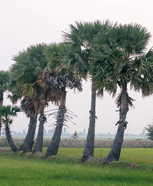 Palmen auf Reisfeldern im Süden Vietnams — Stockfoto