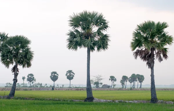 Palmeras en arrozales en el sur de Vietnam — Foto de Stock