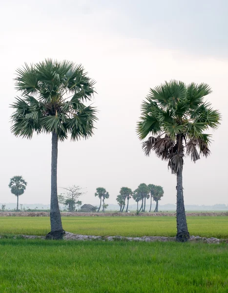 Palm trees on paddy rice field in southern Vietnam — Stock Photo, Image