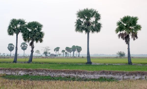 Pálmafák a hántolatlan rizs mező Dél-Vietnam — Stock Fotó