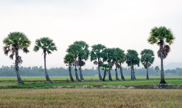 Palm trees on paddy rice field in southern Vietnam — Stock Photo, Image