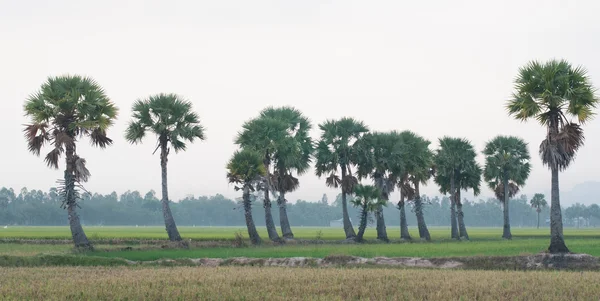 Palm trees on paddy rice field in southern Vietnam — Stock Photo, Image