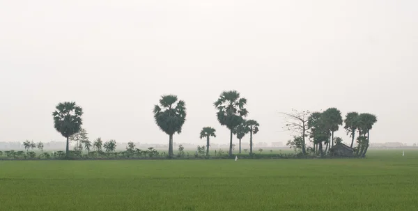 Çeltik pirinç alan Güney Vietnam palmiye ağaçlarının — Stok fotoğraf