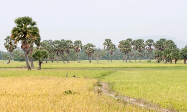 Palm trees on paddy rice field in southern Vietnam — Stock Photo, Image