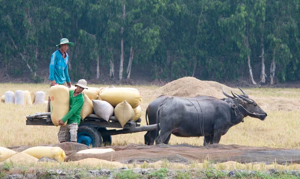 Carro de buey en el arrozal de Vietnam — Foto de Stock