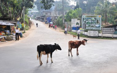 Kandy sokak görünümü