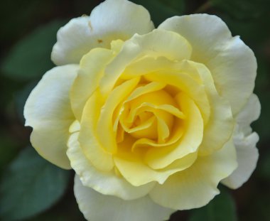 yakın çekim gibi çiçek Sarı Gül