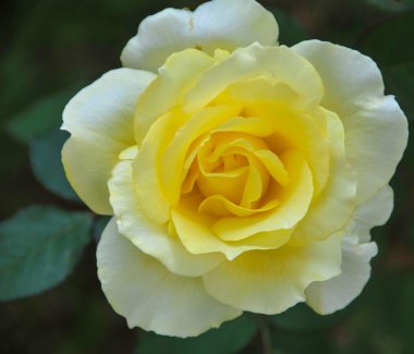 yakın çekim gibi çiçek Sarı Gül