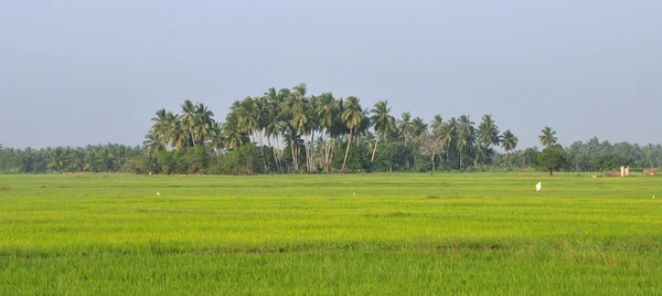 Palmeras en arrozales en el sur de Vietnam — Foto de Stock