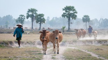 Günün sonunda eve inek