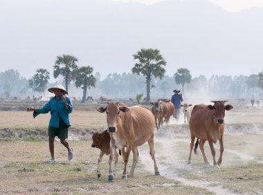 Günün sonunda eve inek