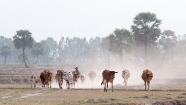 Günün sonunda eve inek