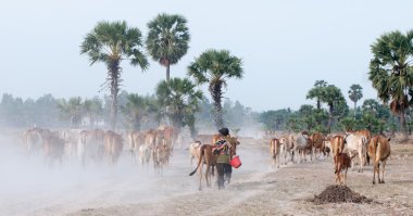 Günün sonunda eve inek