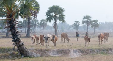 Günün sonunda eve inek